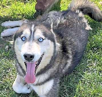 Photo of Thor