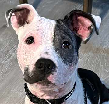 Photo of Dash