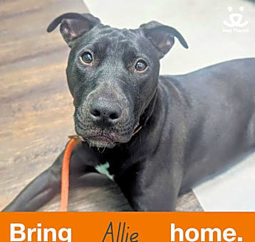 Photo of Allie