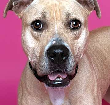 Photo of Nala