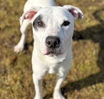 Photo of Apollo