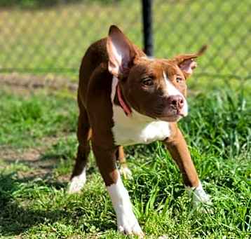 Photo of Daffodil
