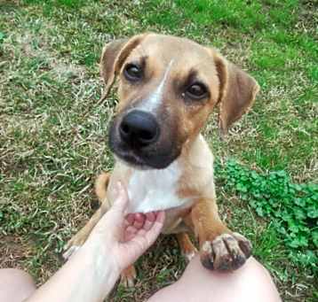 Photo of Clover