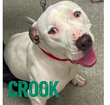Photo of Crook