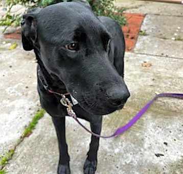 Photo of Juno