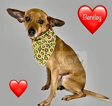 Photo of BENTLEY
