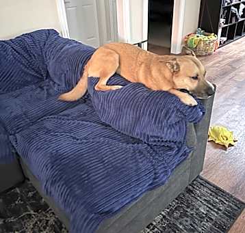 Photo of Rocky