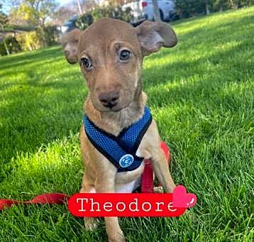 Photo of Theodore