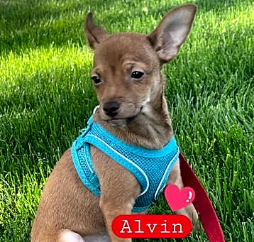 Photo of Alvin