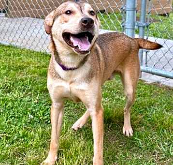 Photo of Remington 