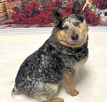 Photo of Willy