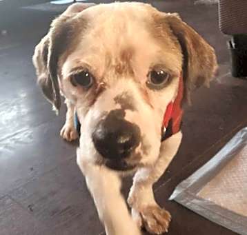 Photo of Sammy