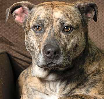 Photo of Scrappy-Doo