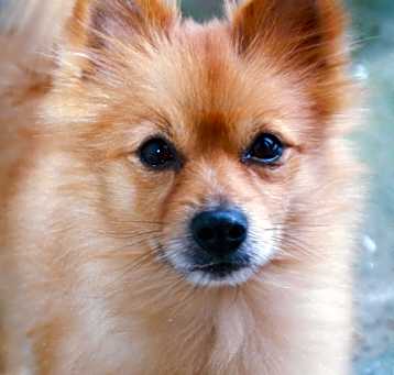 Photo of Coco URGENT HELP!