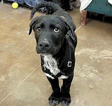 Photo of Graphite - Loves Cuddles & Dogs! Adopt $50!