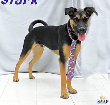 Photo of Stark