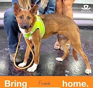 Photo of Frankie