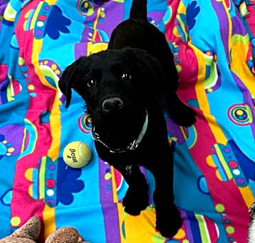 Photo of Otis - Loves Dogs & People! Adopt $50!