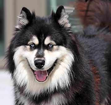 Photo of Oso
