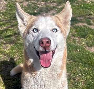 Photo of Rhea