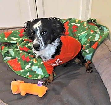 Photo of Jack our Tripod