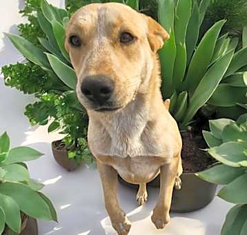 Photo of TULIP