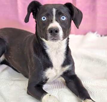 Photo of Magpie~adopted!