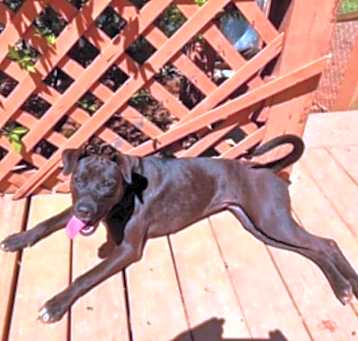 Photo of Gingersnap