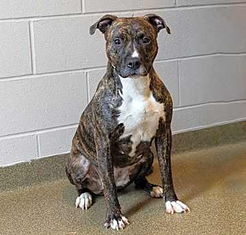 Photo of Zuma