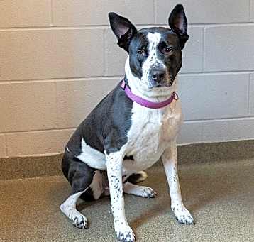 Photo of Amaya