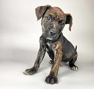 Photo of Bud