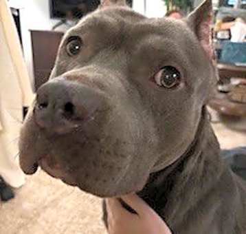 Photo of Moose