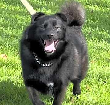 Photo of Brewski