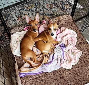 Photo of Izzy & Tiny Tim
