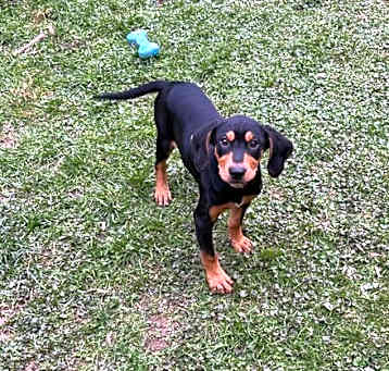 Photo of Coy (NY-Emily)