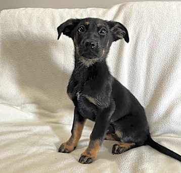 Photo of Ranger