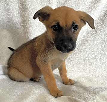 Photo of Tinker