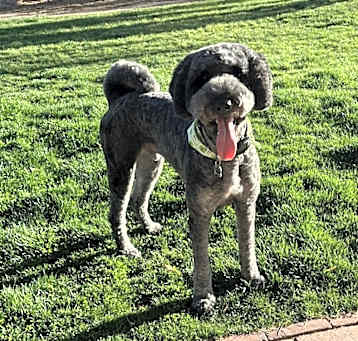 Photo of Hendrix