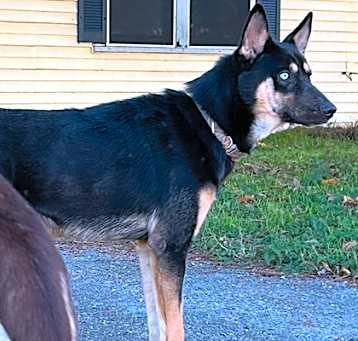 Photo of Sapphire