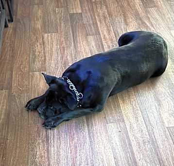 Photo of Rocky