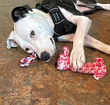 Photo of Bella