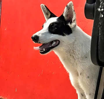 Photo of Tony