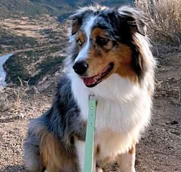 Photo of Maple