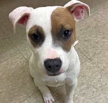 Photo of Dumplin-IN FOSTER