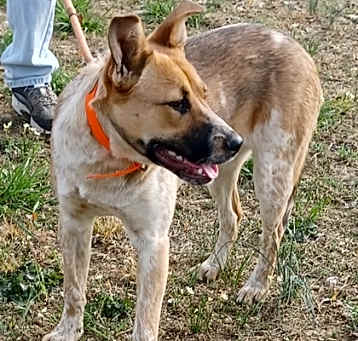 Photo of Amber