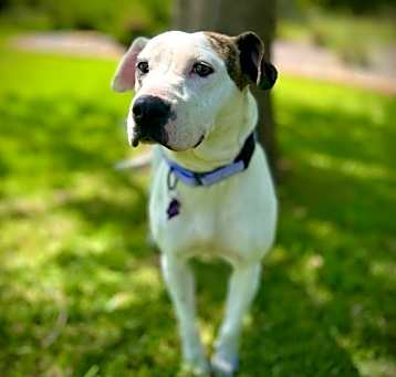 Photo of Calliope (Callie)