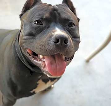 Photo of Mako