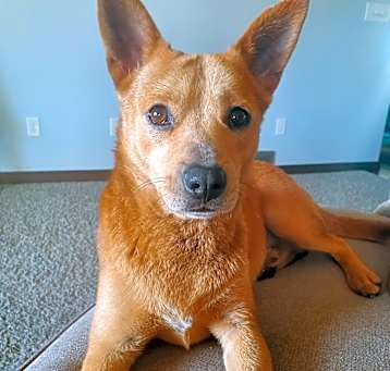 Photo of Cheeto