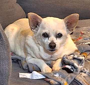 Photo of Dixie