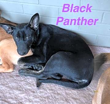 Photo of Black Panther Pawsquad